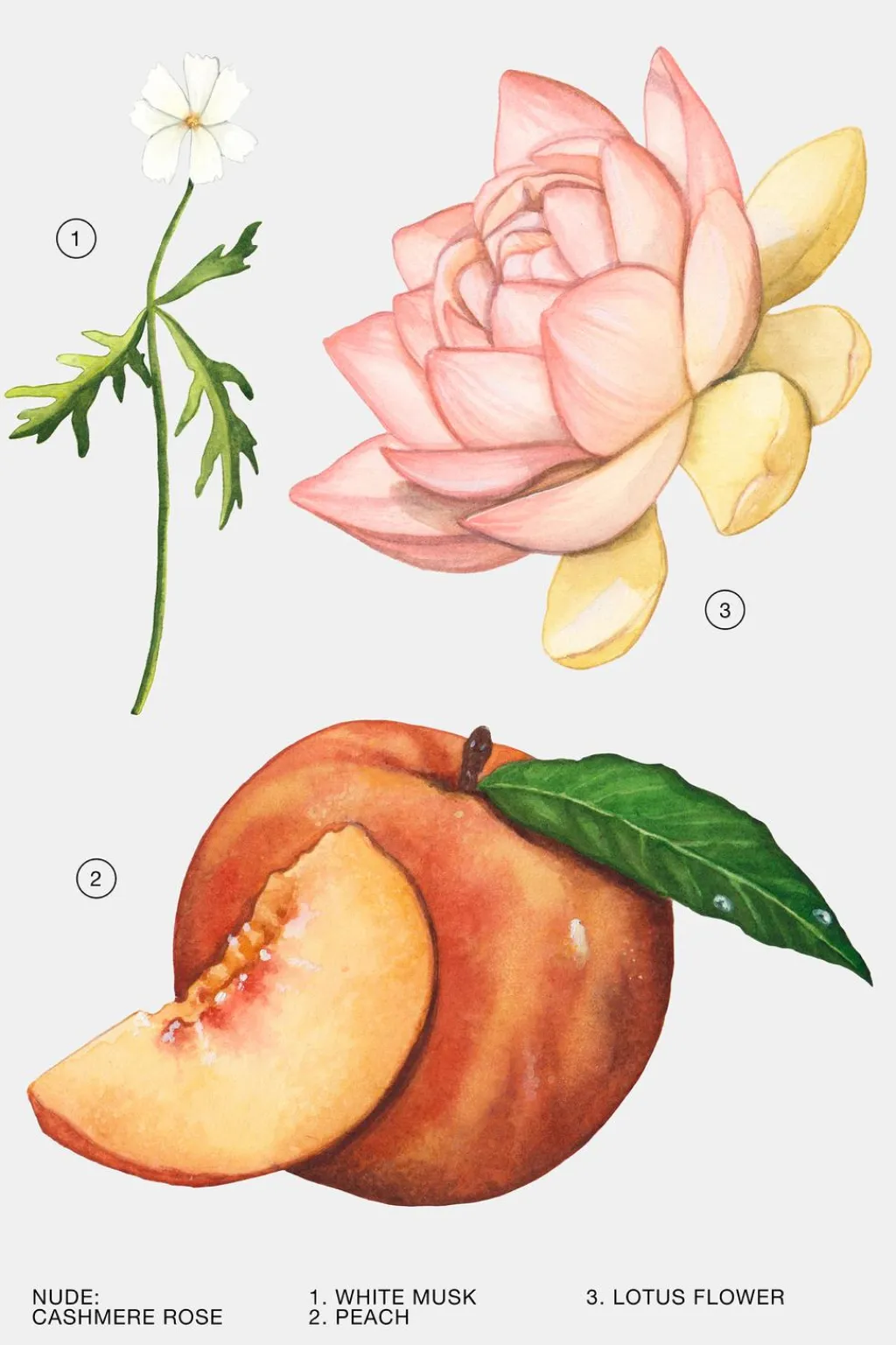 Outlet CASHMERE ROSE EDP 100ML (3.4 FL. OZ). Mujer Perfumes