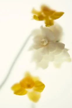 Outlet SHADES OF BLISS EDP 50ML (1.7 FL. OZ). Mujer Perfumes