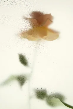 Fashion SHADES OF JOY EDP 50ML (1.7 FL. OZ). Mujer Perfumes