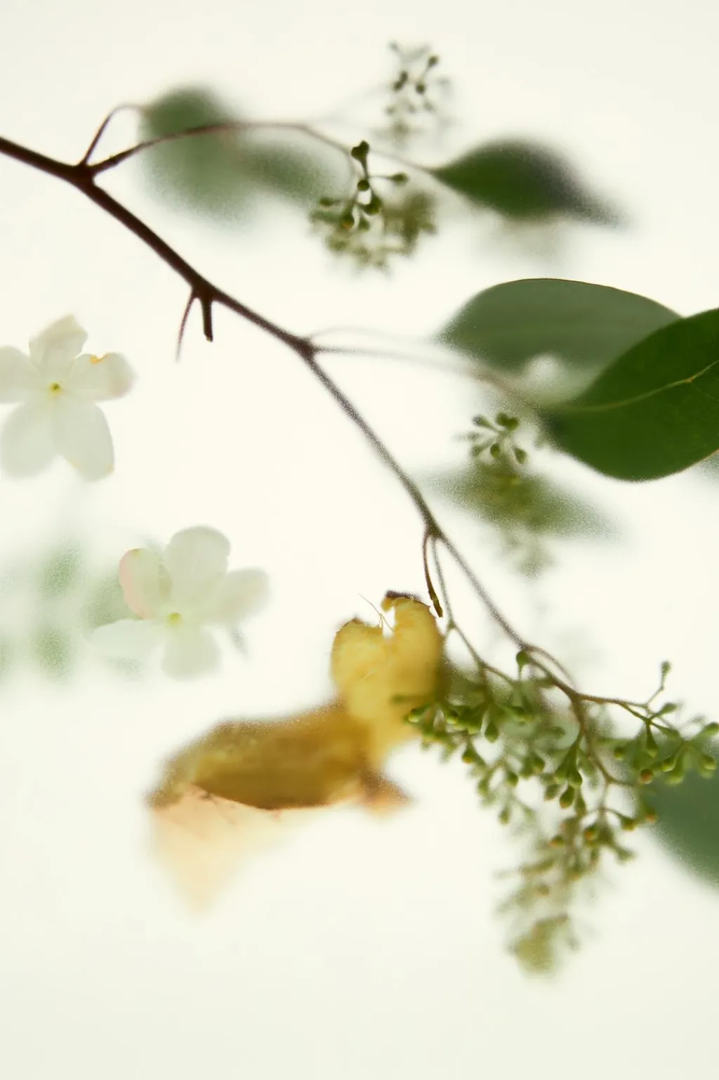 Fashion SHADES OF NIRVANA EDP 100ML (3.4 FL. OZ). Mujer Perfumes